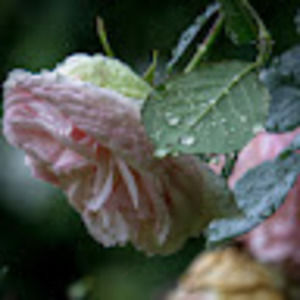 Meet your Posher, Sarah-maude